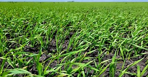 Wheat School: 5 steps to a better winter wheat crop