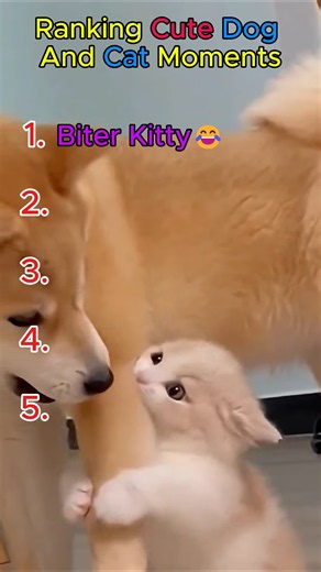 Ranking Cute cat and dog moments🐶🐱🐕🐈