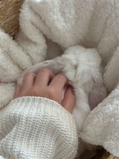 Rabbit Litter Box Hacks for Easy Cleanup