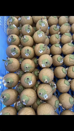 Small shells manufacturing #fireworks #factory #vietnam