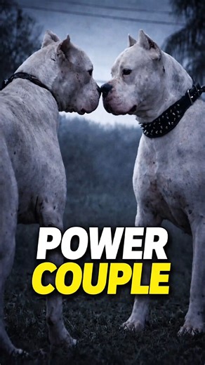 Beauty. Power. Loyalty. Dogo Argentino Couple.💪