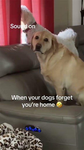 When dogs think they’re home alone…🐶😂#dogs #funnydogs #doglife #homealone #pets