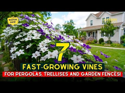 Top 7 Fast-Growing Vines for Pergolas, Trellises, and Garden Fences! 🌺 🌸