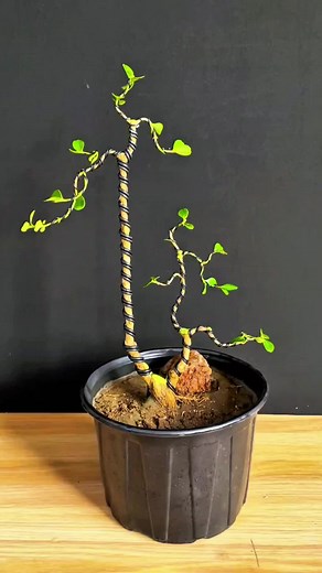 How to Make a Bonsai Tree