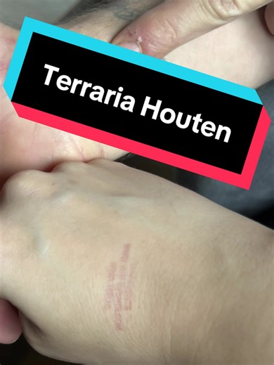 Neue Pythons und Nattern von der Terraria Houten