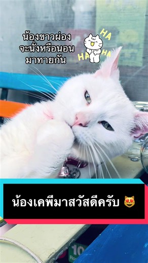 😹😻😹😻 . . . . @น้องTT น้อง KP 🇦🇺ลูกพ่อชยุต @น้องTT น้อง KP 🇦🇺ลูกพ่อชยุต @น้องTT น้อง KP 🇦🇺ลูกพ่อชยุต #2sydboys #sydneyaustralia #cat #catlover #tiktokแมว @จิดาภา Jidapha 🇦🇺Melboune @Bew @พี่ไล🇦🇺Lai Melbourne