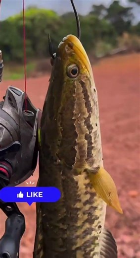 Snakehead fish guys #shot #fishing #spotrawarawa #mancingceria #fishing #mancingmania