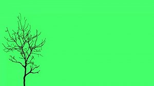 2d Animation Spooky Halloween Tree Animation Stock Footage Video (100% Royalty-free) 3776176033 | Shutterstock