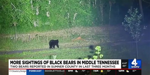 More black bear sightings in Middle Tennessee