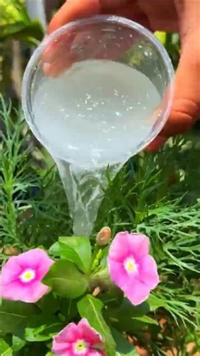 STOP Throwing Out Eggshells! Use THIS Secret Fertilizer Recipe