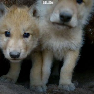 🚨 *extreme cuteness alert!!* 🚨 Scottish wildlife cameraman Gordon Buchanan uses a buggy cam to get these stunning close up shots of Arctic Wolf pups. | BBC Scotland