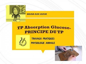 Etude de l'Absorption du Glucose : Principe et Materiel et méthodes
