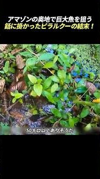 アマゾンの奥地で巨大魚を狙う 銛に掛かったピラルクーの結末！ #アマゾン川 #巨大魚 #ピラルクー