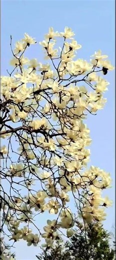 Chopin - Spring Waltz (쇼팽 - 봄의 왈츠) #shorts#Spring#classicalmusic#flowers#piano