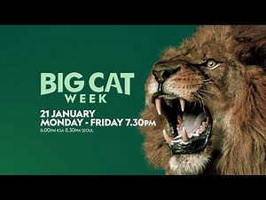 Nat Geo Wild's Big Cat Week
