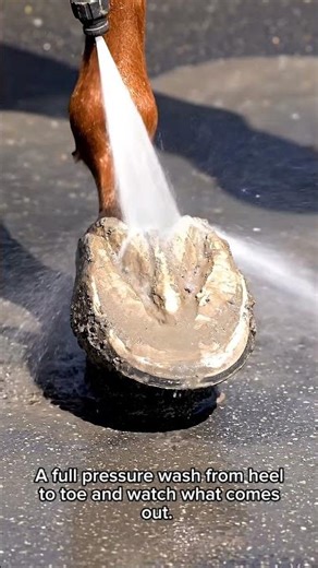 Horse Hoof Caked in Mud — Pressure Wash, Before and After