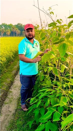 Barabati cultivation on the edge of the rice field
