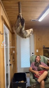 2.6M views · 65K reactions | What happens if a sloth falls? Come on a sloth experience and learn even more. Gift certificates available on our website. #sloth #zootopia | Ocoee Riverside Farm | Facebook