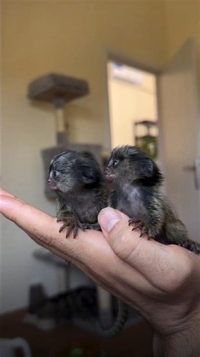 Amazing Finger Monkey Facts You Didn't Know | The Knowledge Key
