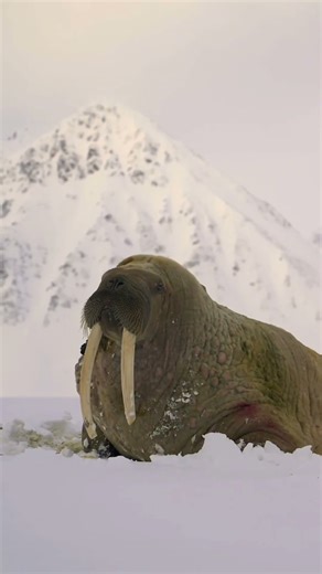 Anatomy of the Walrus