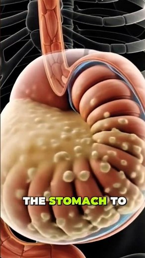 Protein Shake on an Empty Stomach: Inside the Body Explained | 3D Anatomy#digestiveprocess #protein