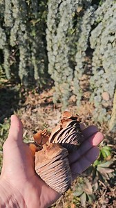 Zeci de semințe intr-un singur con de Cedrus Atlantica. Le voi face cadou la echipa Seminte cu suflet. | Charlye Veteix