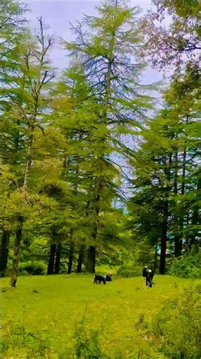 Monsoon Magic 🌿🌧 🌿 #travelshorts #naturelovers #naturephotography #scenicviews #uttarakhand