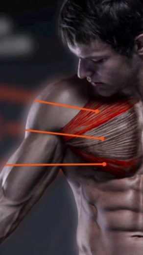 Chest exercise #chest #exercises #workout #machine #dumbbell | Fit-workout body