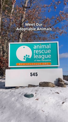 Our adoptable pets are ready to make 2026 their best year ever with love, cuddles, and plenty of tail wags, purrs, and little paws.💕 🐾 To learn more about our adoptable pets, please visit www.rescueleague.org or call us at 603-472-3647. #arlnh #shelterpets #NewYearNewBeginnings #newyearsresolutions #newyears | Animal Rescue League of NH