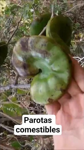 Parotas and their edible seeds #plants #Mexicancountryside #country #nature #ranch #food