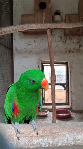 Meet the most green parrot in the world || Eclectus parrot so bright green #shorts #talkingparot