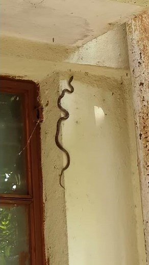 3rd one 🙄 snake climbing on wall