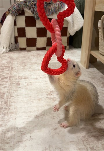 Ferrets: Adorable Pets Capturing Hearts