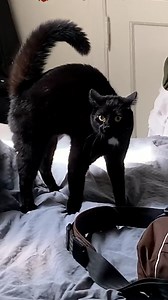 5.5M views · 88K reactions | This kitty cannot handle the noises her owner makes   | Furry Tails | Facebook