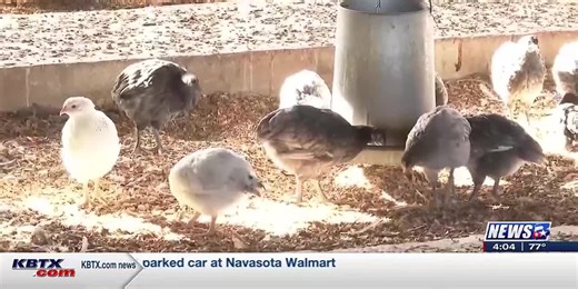 Focus at Four: Is backyard poultry farming the key to beating high egg prices?