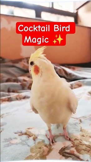Cocktail Bird Singing & Dancing 🎶 | Viral Cockatiel #parrot