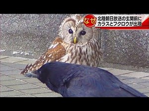 カラスとフクロウが北陸朝日放送に出現