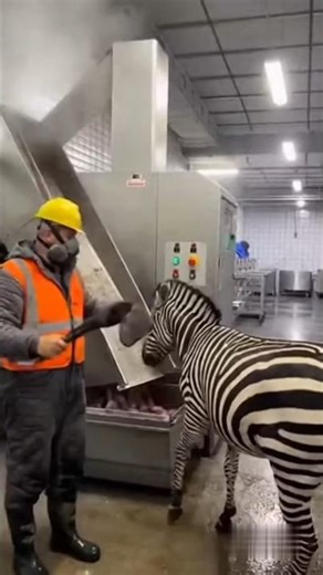 Cute Mexica Plush Dancing Cactus Electric Plush Toy 🛑