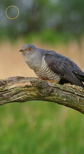 What Do Common Cuckoos Sound Like?