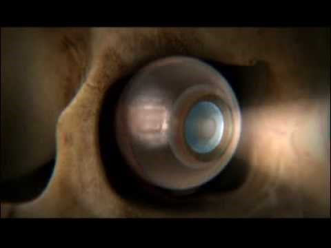 Visión | El cuerpo humano | Discovery Latinoamérica