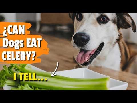 ¿CAN Dogs EAT CELERY? 🐶🥬 Here's the Truth!