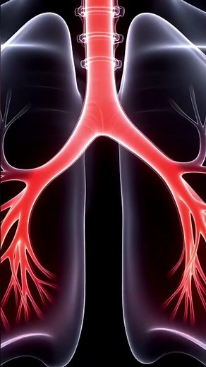 How Blood Works Inside Your Lungs 🫁 | Transparent Human Body Animation
