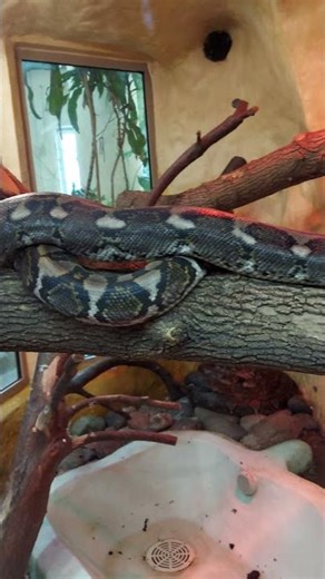 African python at the zoo
