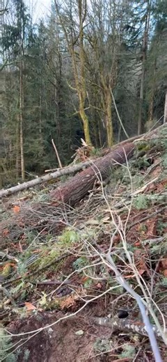 Skagit Log and Construction Inc. on Reels