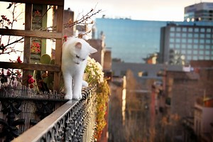 Comment empêcher mon chat de sauter du balcon ou de la fenêtre ?