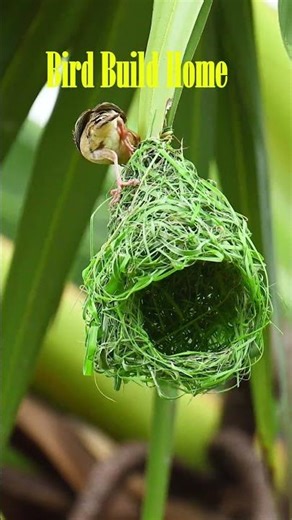 Amazing Weaver Bird Build New Home 🏡 Bird construction 🦺 #viralshort #birds