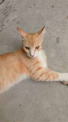cat at rest #cat #nature ##pets #cats