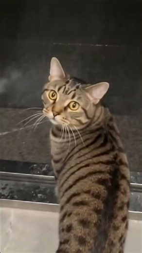 The Cat; I don't think I want to go out anymore