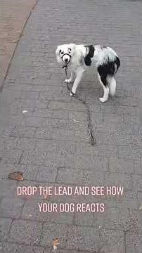 隔着屏幕都听到狗狗的咒骂声声 你试试你扔掉牵引绳？狗子比你都要急，隔着屏幕都听到它的咒骂了#遛狗 #遛狗不牵绳 #文明养犬从我做起