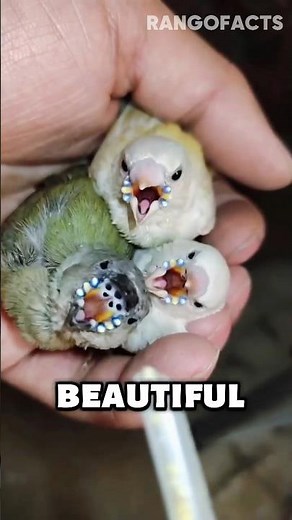 Born Transparent and “Ugly”… How Does This Bird Turn Into a Living Rainbow? 🐦 #birds #wildlife